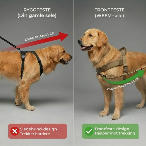 Antitrekksele til Hund
