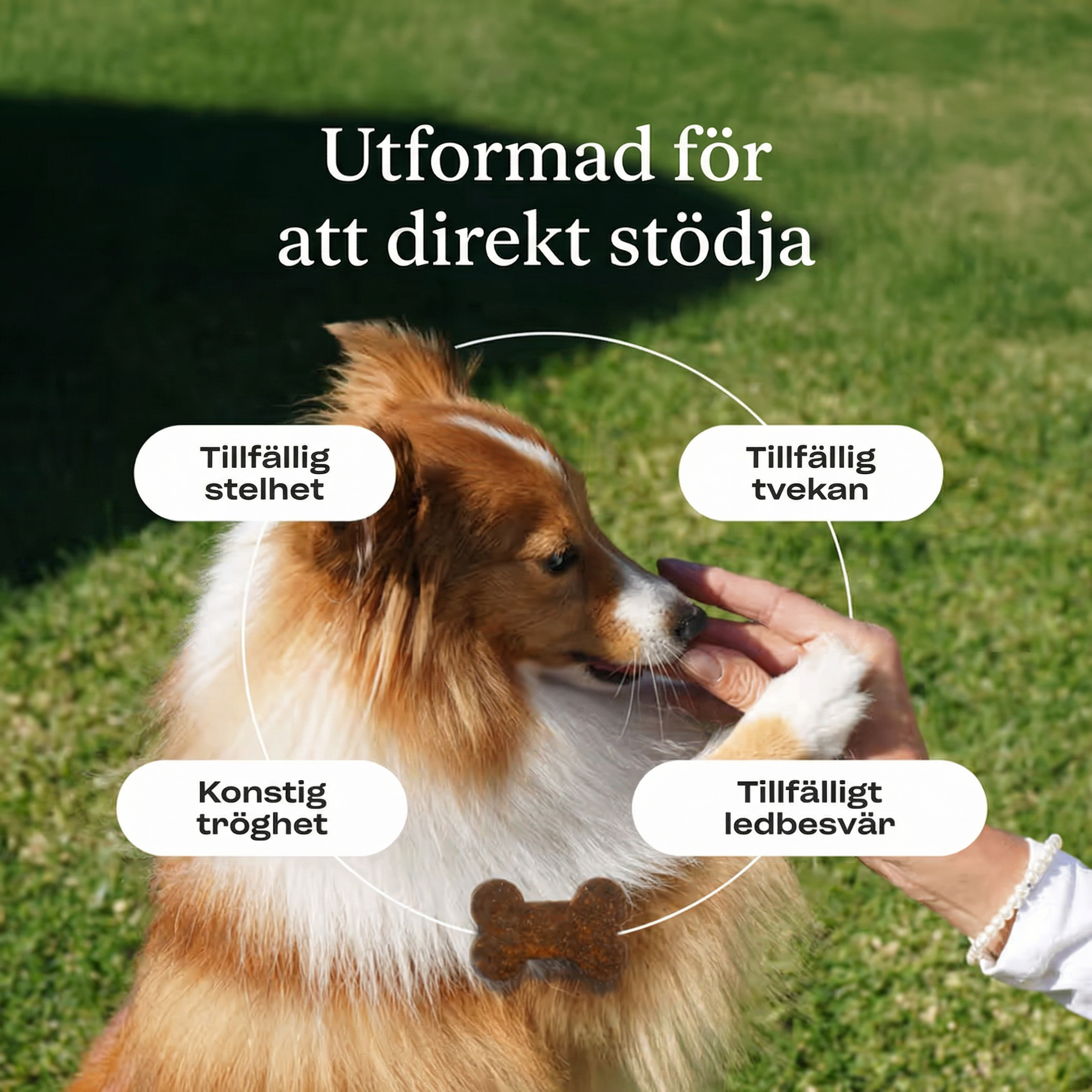 Ledtillskott Din Hunds Rörlighet, Komfort & Livsglädje