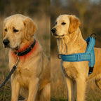 Antitrekksele til Hund